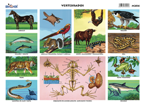 M204 Animales vertebrados 1 (25 pzas)