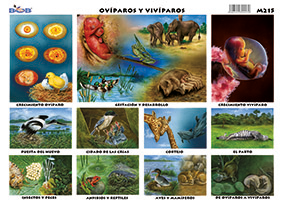 M215 Ovíparos y vivíparos (25 pzas)