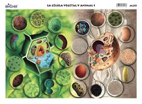 M255 Célula vegetal y animal (25 pzas)