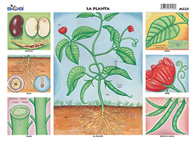 M323 Planta (25 pzas)