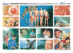 M410 Desarrollo humano / Día del abuelo y Día del anciano (25 pzas)